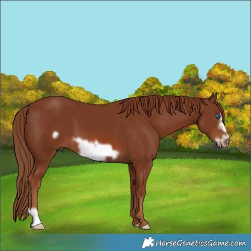 Horse Color:Chestnut Frame 