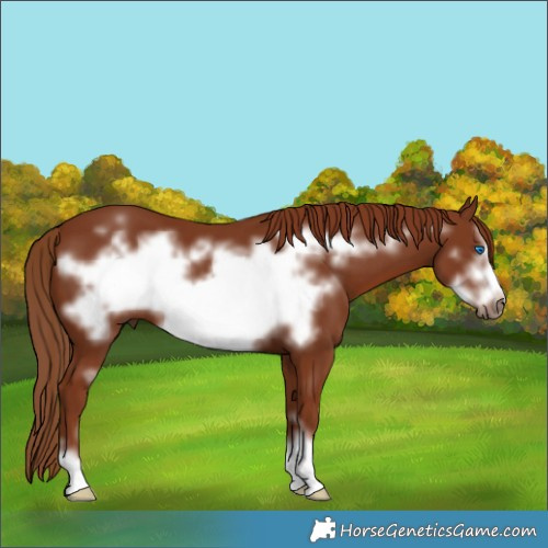 Horse Color:Chestnut Frame