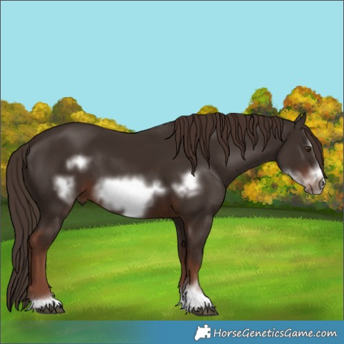 Horse Color:Liver Chestnut Frame 