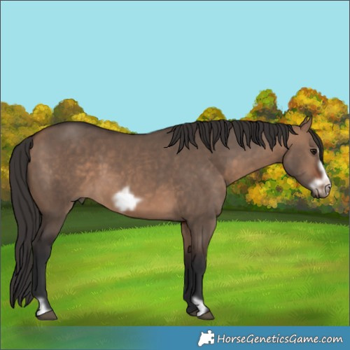 Horse Color:Bay Dun Frame