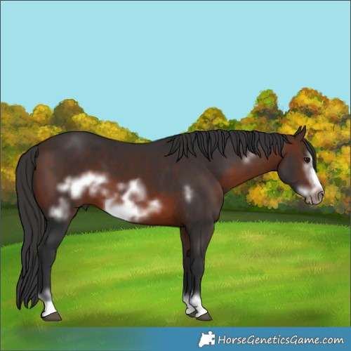 Horse Color:Brown Frame 