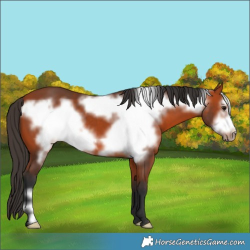 Horse Color:Bay Frame 