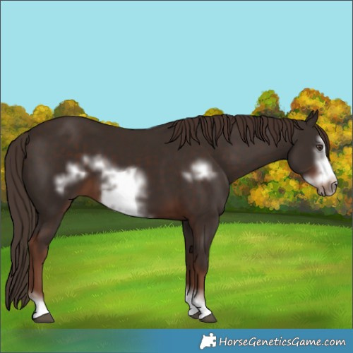 Horse Color:Liver Chestnut Frame 