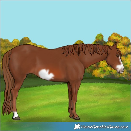 Horse Color:Chestnut Frame 