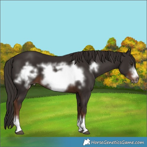 Horse Color:Liver Chestnut Frame 