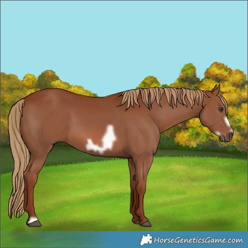 Horse Color:Chestnut Frame 