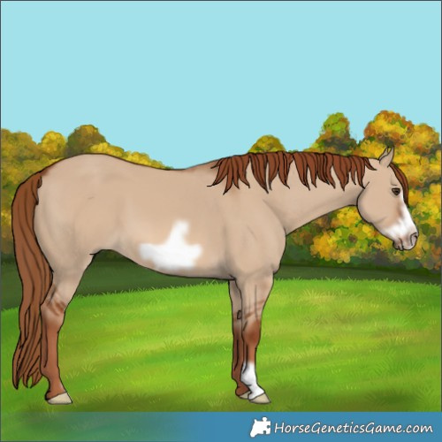 Horse Color:Red Dun Frame