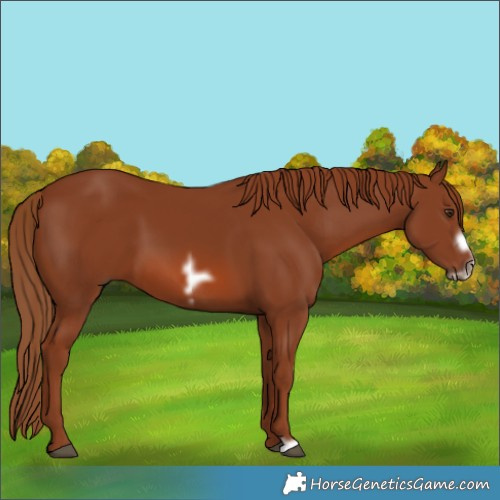 Horse Color:Chestnut Frame