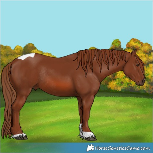 Horse Color:Chestnut Tobiano Rabicano