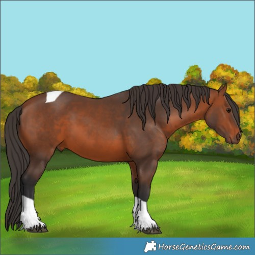 Horse Color:Bay Tobiano 