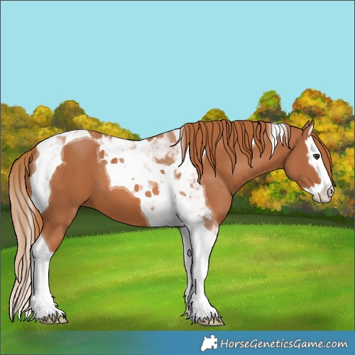 Horse Color:Chestnut Splash Tobiano 
