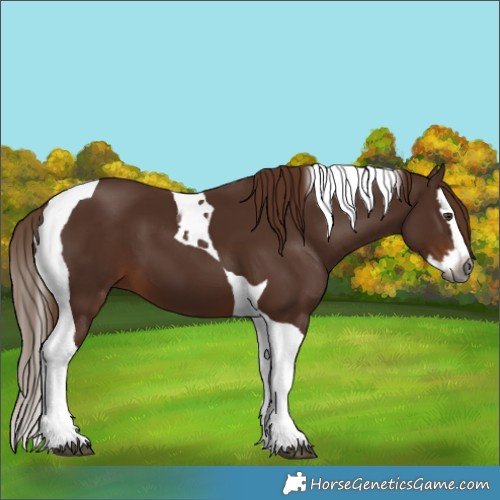 Horse Color:Gray Chestnut Splash Tobiano 