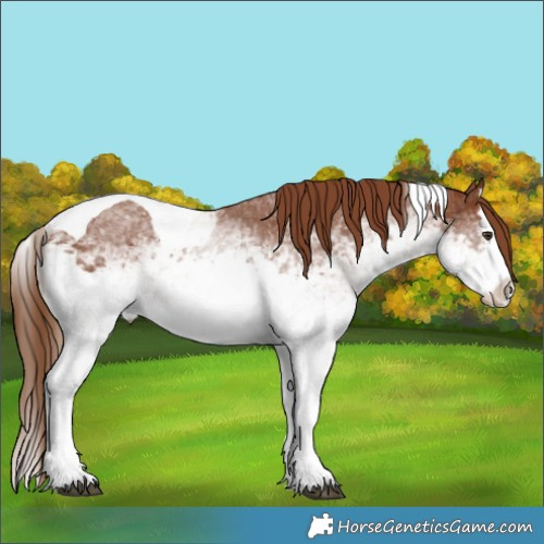 Horse Color:White Spotted Chestnut Splash Tobiano 
