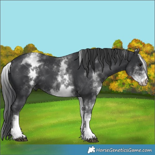 Horse Color:White Spotted Black Tobiano 
