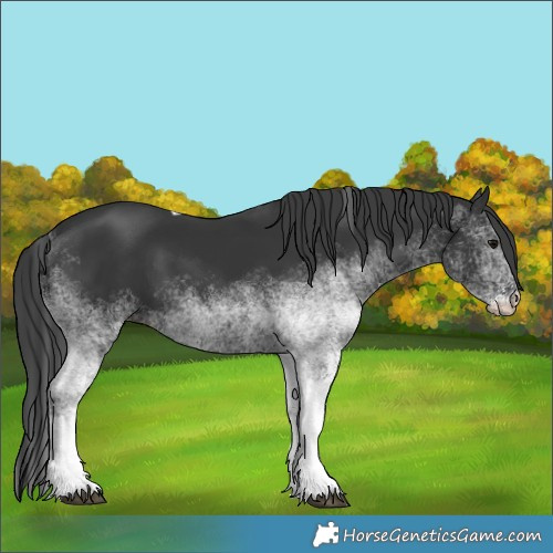 Horse Color:White Spotted Black Tobiano