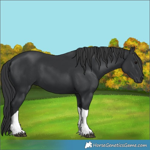 Horse Color:Black Tobiano 