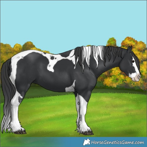 Horse Color:Black Splash Tobiano 