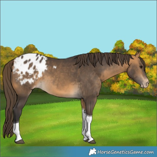 Horse Color:Buckskin Tobiano Appaloosa 
