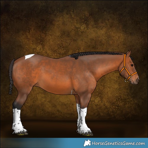 Horse Color:Bay Tobiano 