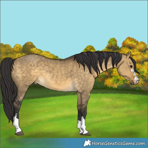 Horse Color:Buckskin Dun 