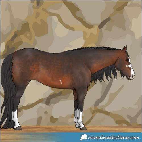 Horse Color:Brown 