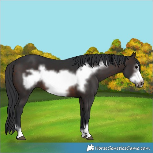 Horse Color:Brown Frame 