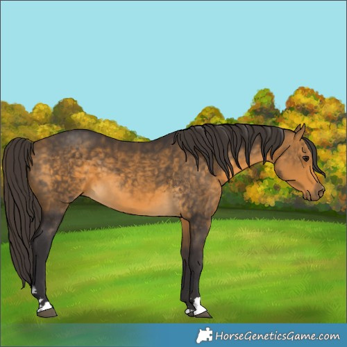 Horse Color:Buckskin 