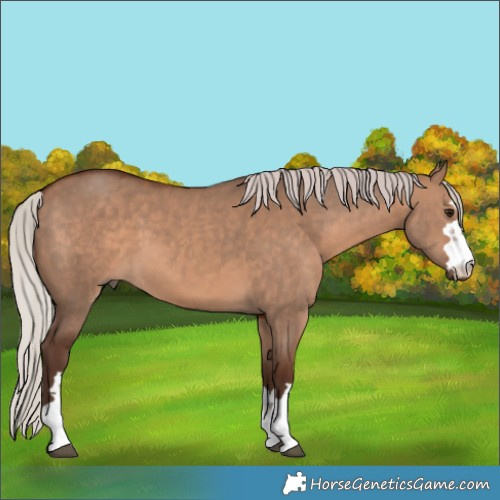 Horse Color:Silver Brown Dun 