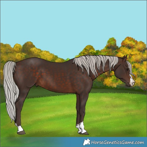 Horse Color:Silver Brown 