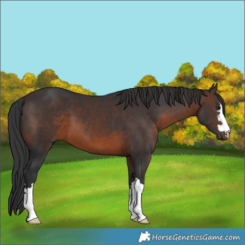 Horse Color:Brown 