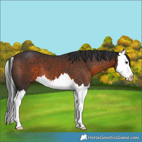 Horse Color:Brown Splash 