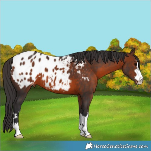 Horse Color:Brown Appaloosa 