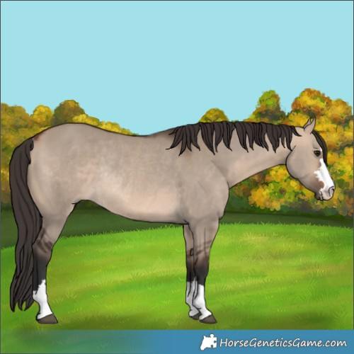 Horse Color:Bay Dun Rabicano 
