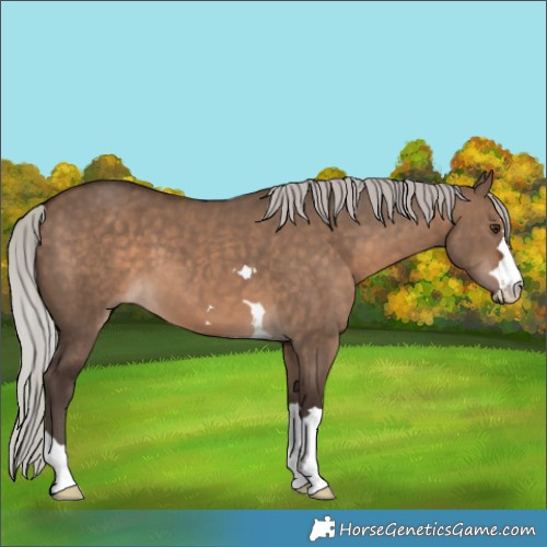 Horse Color:Silver Brown Dun 