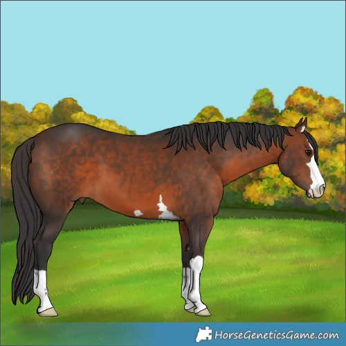 Horse Color:Brown 