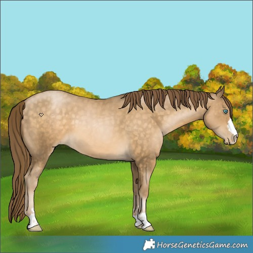 Horse Color:Buckskin Pearl 