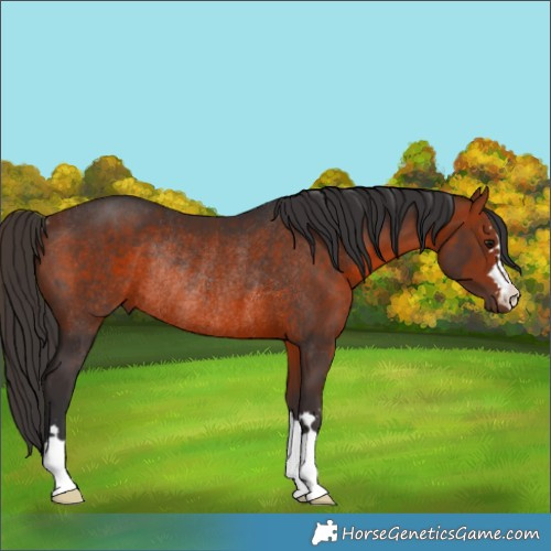 Horse Color:Bay Rabicano 