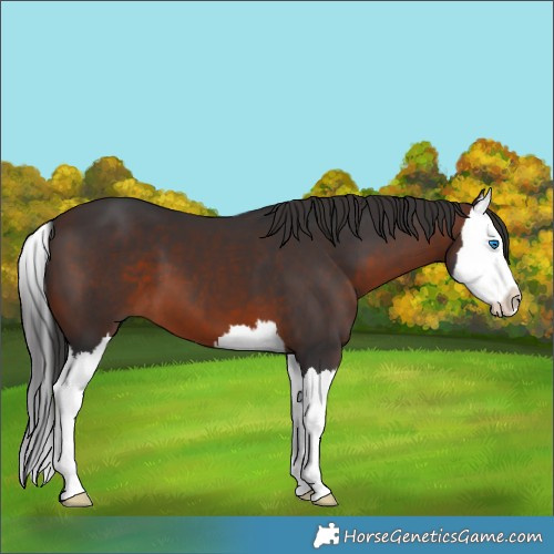 Horse Color:Brown Splash 