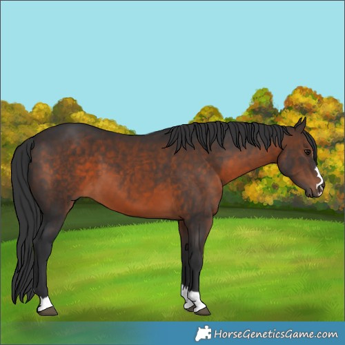 Horse Color:Brown 