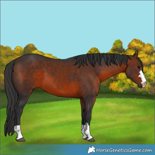 Horse Color:Brown 
