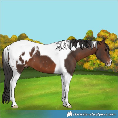 Horse Color:Brown Tobiano Appaloosa 