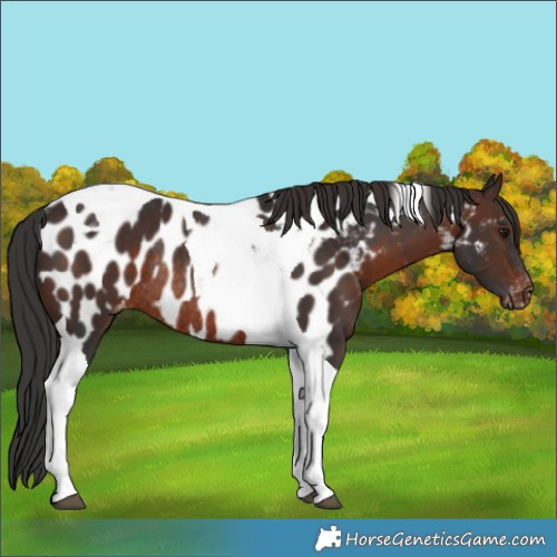 Horse Color:Brown Tobiano Near Leopard Rabicano 