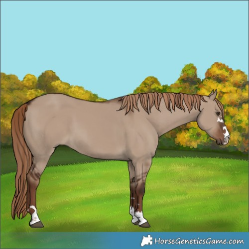 Horse Color:Liver Red Dun 