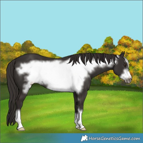 Horse Color:Liver Chestnut Frame 
