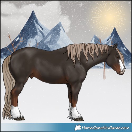 Horse Color:Liver Chestnut 