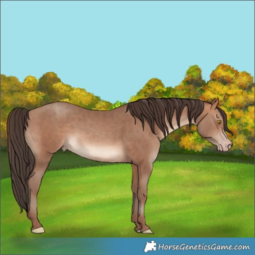 Horse Color:Sable Champagne 