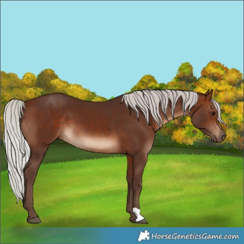 Horse Color:Silver Brown 