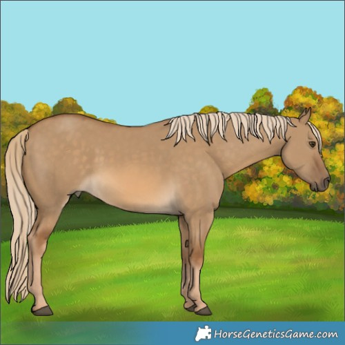 Horse Color:Chocolate Palomino Dun 