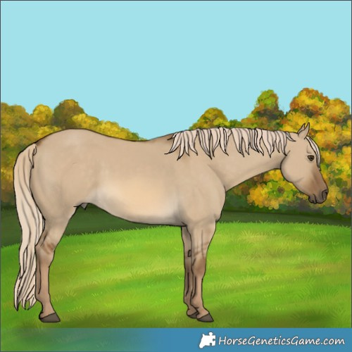 Horse Color:Chocolate Palomino Dun