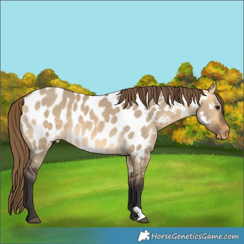 Horse Color:Buckskin Dun Appaloosa 